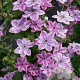 Clematis Super Cute GM 2,0L leverbaar