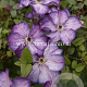 Clematis Super Nova GM 2,0L leverbaar