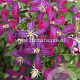 Clematis 'Sweet Summer Love' GM 2,0L leverbaar