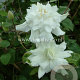 Clematis 'Sylvia Denny' GM 2,0L leverbaar