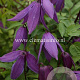 Clematis 'Tage Lundell' GM 2,0L leverbaar