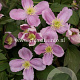Clematis 'Tetrarose' GM 2,0L leverbaar