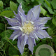 Clematis 'Thyrislund' GM 2,0L leverbaar