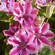 Clematis 'Tudor' GM 2,0L leverbaar