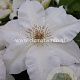 Clematis 'Valge Daam' GM 2,0L leverbaar