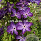 Clematis 'Venosa Violacea' GM 2,0L leverbaar