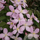 Clematis 'Vera' GM 2,0L leverbaar