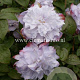 Clematis 'Veronica's Choice' GM 2,0L leverbaar