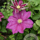 Clematis Vino GM 2,0L leverbaar