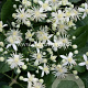 Clematis vitalba GM 2,0L leverbaar