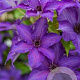 Clematis (A) Viva la Vida GM 2,0L leverbaar