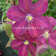 Clematis 'Voluceau' GM 2,0L leverbaar