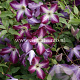 Clematis 'Walenburg' GM 2,0L leverbaar