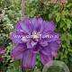 Clematis 'Walter Pennell' GM 2,0L leverbaar