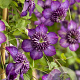 Clematis (Vit) Welcome Home GM 2,0L leverbaar