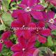 Clematis 'Westerplatte' GM 2,0L leverbaar