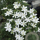 Clematis White Arabella GM 2,0L leverbaar