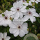 Clematis White Pearl GM 2,0L leverbaar