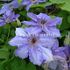 Clematis 'William Kennett' GM 2,0L leverbaar