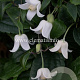 Clematis 'Winter Beauty' GM 2,0L leverbaar