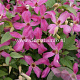 Clematis Wonderful GM 2,0L leverbaar