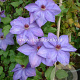 Clematis 'Xerxes' GM 2,0L leverbaar