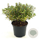 Escallonia 'Red Dream' 25-30 cm 2,0L