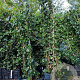 Hedera hibernica 180 cm 2,0L met stok