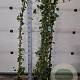Hedera hibernica 180 cm 2,0L met stok