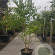 Heptacodium miconioides 200-250 cm container meerstammig extra