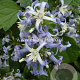 Clematis 'Côte d'Azur' GM 2,0L leverbaar