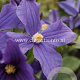 Clematis durandii GM 2,0L leverbaar