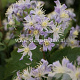Clematis 'Mrs Robert Brydon' GM 2,0L leverbaar