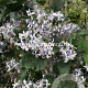 Clematis 'Praecox' GM 2,0L leverbaar