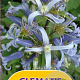 Clematis stans GM 2,0L leverbaar