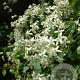 Clematis terniflora mandshurica GM 2,0L leverbaar