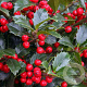 Ilex meservea 'Heckenfee' 200 Hoog Haagelement 100Bx40D