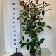 Photinia fraseri 'Camilvy' 80-100 cm 7,5L