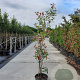 Photinia fraseri 'Red Robin' 175-200 cm 35L