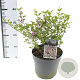 Syringa meyeri Flowerfesta Pink 50-60 cm 5,0L