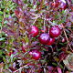 Vaccinium macrocarpon 'Early Black' GM 7L