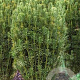Cephalotaxus harringtonii GM 7L