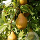 Pyrus communis 'Winterrietpeer' GM 11L
