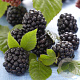 Rubus fruticosa 'Chester' GM 7L