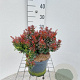 Berberis thunb. 'Bagatelle' 20 cm 3,0L