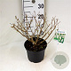 Buddleja 'White Ball' 30-40 cm 3,0L