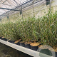 Phillyrea angustifolia 40-60 cm 3,0L