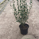 Phillyrea angustifolia 40-60 cm 3,0L