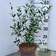 Phillyrea angustifolia 40-60 cm 3,0L