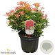 Pieris 'Forest Flame' 40-50 cm 10L